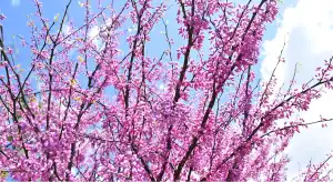 アメリカハナズオウ