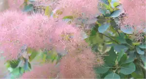 スモークツリー