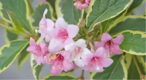 オオベニウツギ