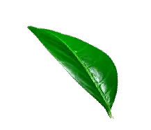 Leaf C