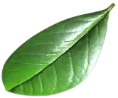 leaf A