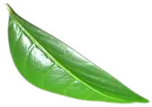 leaf B