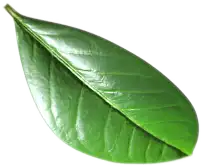 leaf C