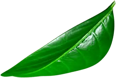 leaf D